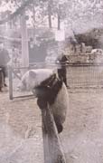 The Giant Panda exhibited in the St. Louis Zoo of America in 1940