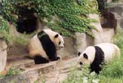 Chengdu Research Base of Giant Panda Breeding