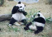 An eight-month-old panda cub