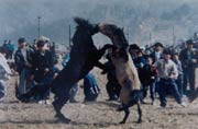 Horse fight